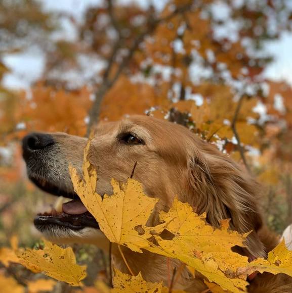 Meet your Posher, Joy - Picture 1 of 1